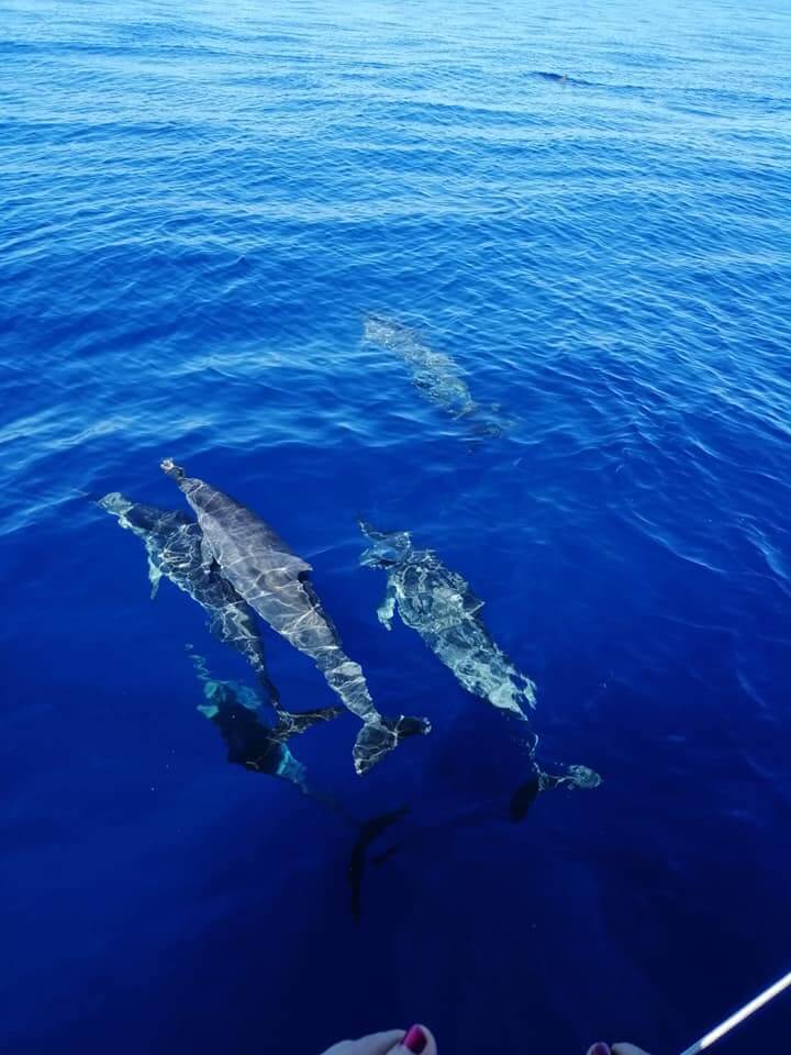 Dauphins 1